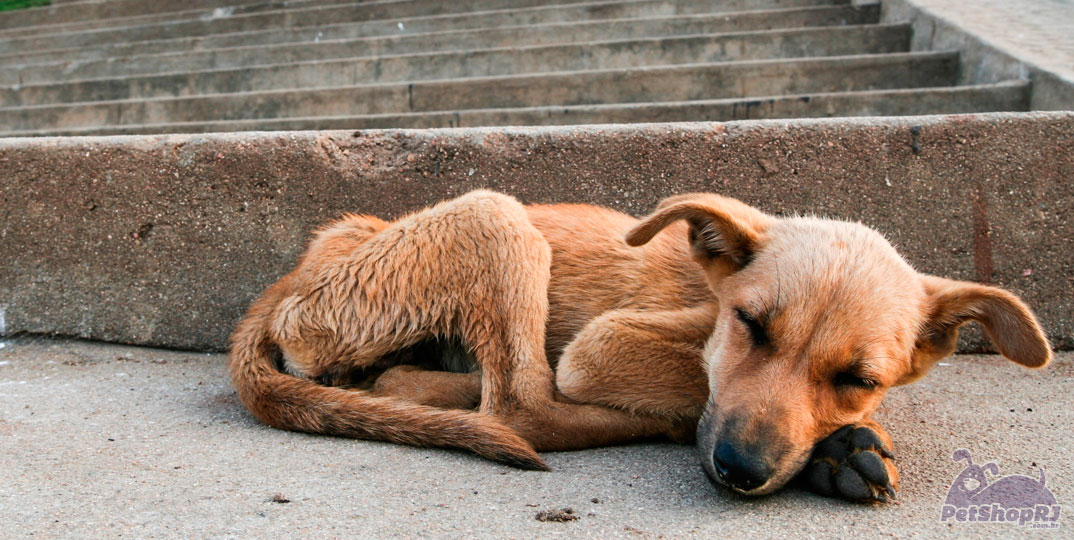 Prefeitura de Vitória aumenta multa para abandono de animais