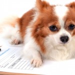 Regras para documentos veterinários são padronizadas