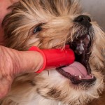 Sete dicas na hora de escovar os dentes do seu pet