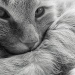 10 sinais que podem indicar que seu gato está sob estresse!