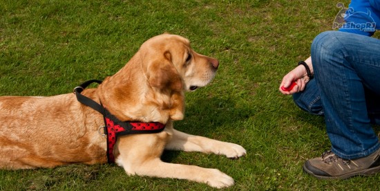 Cães são capazes de identificar comandos falsos e verdadeiros, revela pesquisa