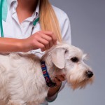 Check-up ajuda a diagnosticar doenças em pets idosos