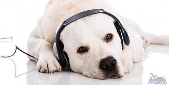 Eletrocardiograma de cães e gatos ao som de música clássica