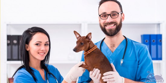 Workshop faz treinamento sobre processos éticos na área de Medicina Veterinária