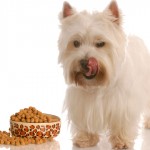 7 dicas para manter uma alimentação saudável para cães