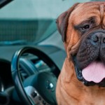 Calor em carros fechados ameaça bem-estar de cachorros