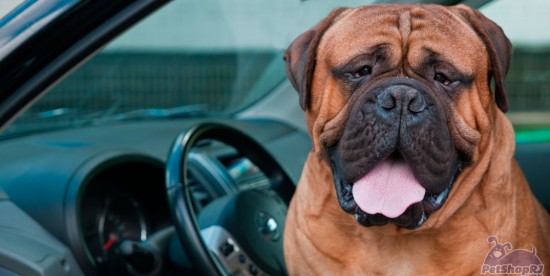 Calor em carros fechados ameaça bem-estar de cachorros