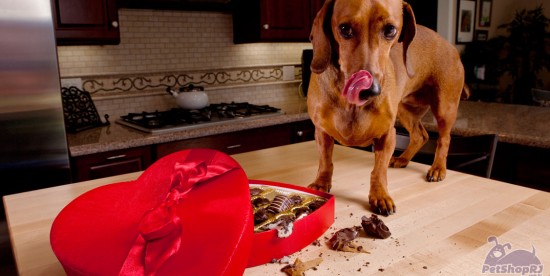 Chocolates, um perigo para os cães