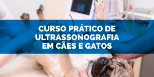 Curso prático de ultrassonografia em cães e gatos abre inscrições