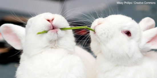 Os animais também merecem uma feliz Páscoa