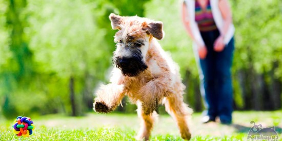 Prática de esportes com cães exige cuidados