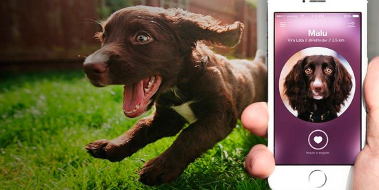 Adoção de cães fica mais fácil com a ajuda de aplicativo