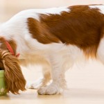 Conheça o comedouro certo para cada tipo de cão