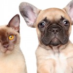 Controle populacional de cães e gatos ampliado