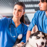 Educação à distância na agenda dos veterinários
