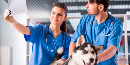 Educação à distância na agenda dos veterinários