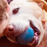 Isenção fiscal para entidades que prestam assistência a animais