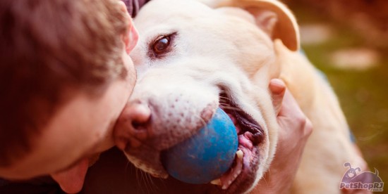 Isenção fiscal para entidades que prestam assistência a animais