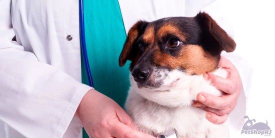 Praticidade para o dia a dia do veterinário