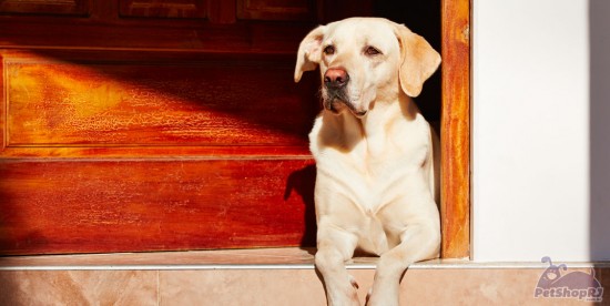 Veja o que fazer quando seu pet ficar sozinho em casa