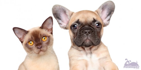 Cães e gatos, dicas para uma convivência pacífica