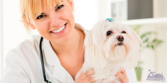 Mudanças na educação da Medicina Veterinária ganha espaço