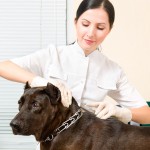 Novos desafios para os veterinários com aumento da população de pets