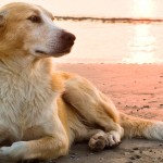 Presença de cães nas areias das praias em questão