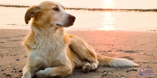 Presença de cães nas areias das praias em questão