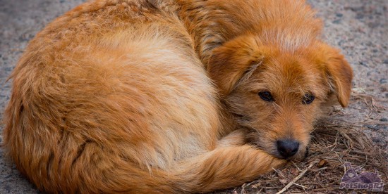 Campanha de agasalhos para cães e gatos abandonados