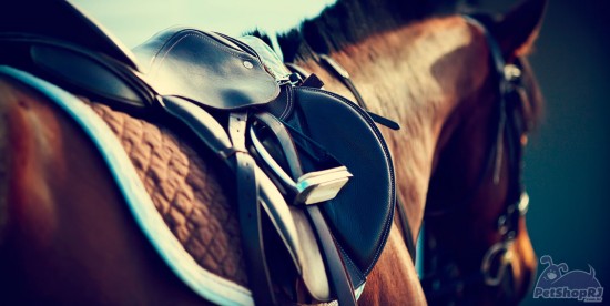 Cavalos atletas com preparo de campeão