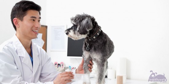 Congresso coloca em debate mais de 20 especialidades da medicina veterinária