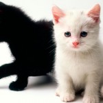 Dicas para cuidar bem de gatos filhotes