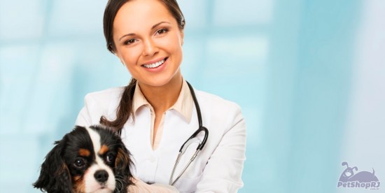 Experiência pioneira em Medicina Veterinária