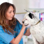 Ajuda para veterinário montar negócio próprio