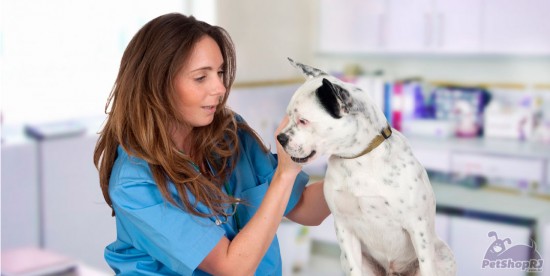 Ajuda para veterinário montar negócio próprio