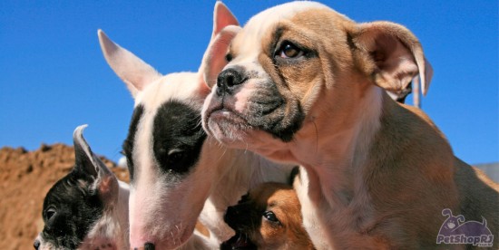 Brasil perde posição no ranking mundial do mercado pet