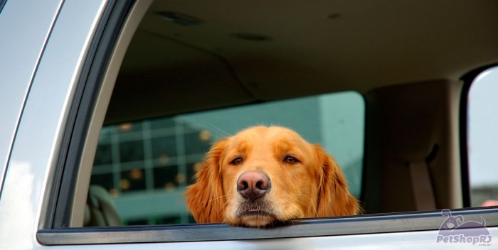 Dicas para um passeio de carro seguro com seu pet