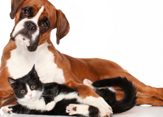 Esportes e exercícios na companhia de pets