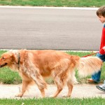 Quantas vezes, por dia, passear com o seu cão