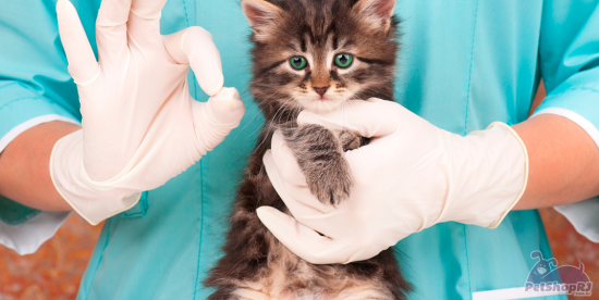 Residência médica veterinária na pauta