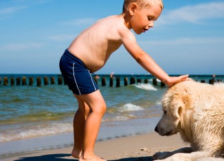 Risco à beira mar para os cães