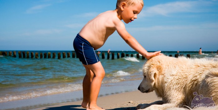 Risco à beira mar para os cães