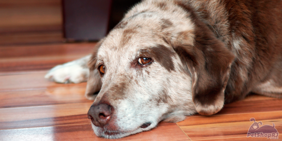 Uso de animais para ensino e pesquisa tem novas normas