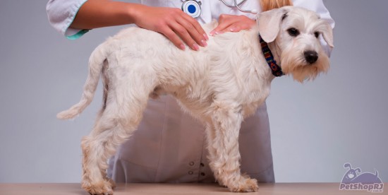 Veterinários no ritmo de Olimpíadas Rio 2016