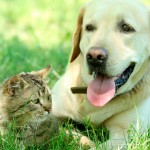 Cães e gatos em capítulo de guia de pesquisa