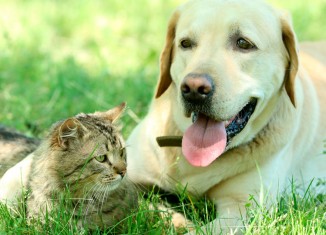 Cães e gatos em capítulo de guia de pesquisa