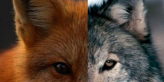 Canídeos na luta contra a extinção