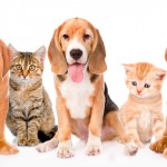 Controle populacional de cães e gatos em questão