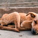 Isenção fiscal na pauta de CPI dos maus-tratos a animais